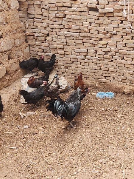Ayam Cemani Roster for sale 2