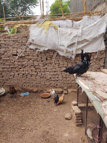 Ayam Cemani Roster for sale 3