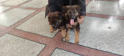 GSD triple coat healthy, active playful pupies
