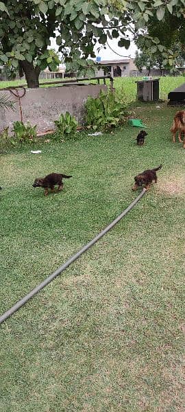 German Shepherd puppies / gsd puppy / puppies for sale 8