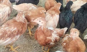 Lohman Brown Pullets over 1.5 Month Old All Vaccinated