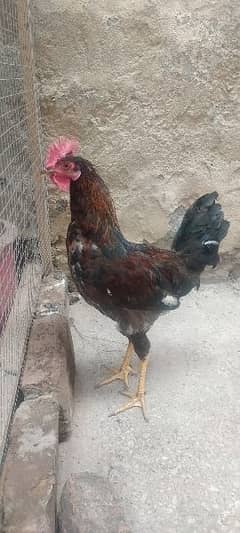 2 months Murgha / cock / rooster for sale 0