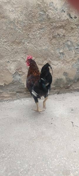 2 months Murgha / cock / rooster for sale 1
