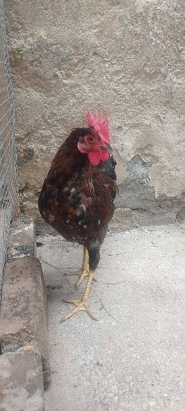 2 months Murgha / cock / rooster for sale 2