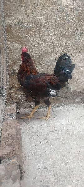 2 months Murgha / cock / rooster for sale 3