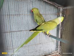 green parrot