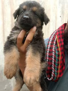Selling German shepherd puppy