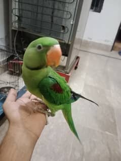 I am selling my pair of raw parrots