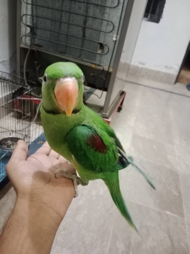 I am selling my pair of raw parrots 1