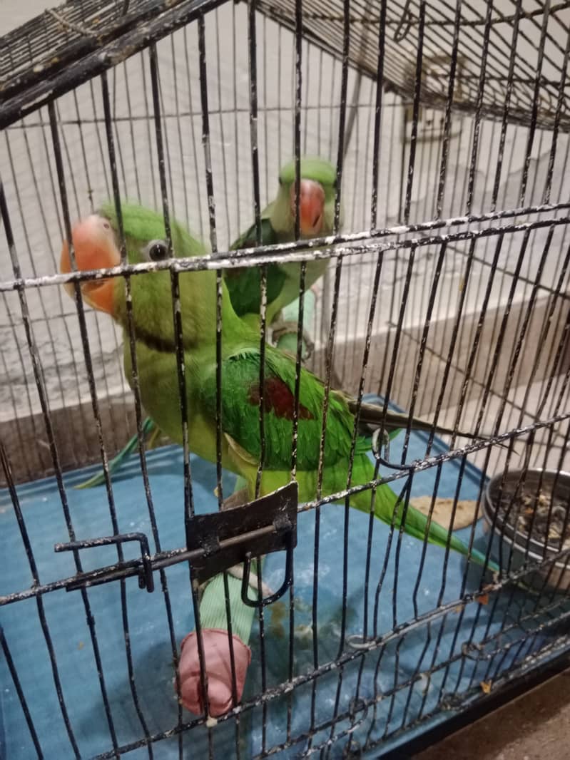 I am selling my pair of raw parrots 2