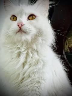 persian cat long coat white color golden eyes