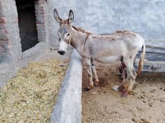 Young Donkey For Sale, Jawan kothi