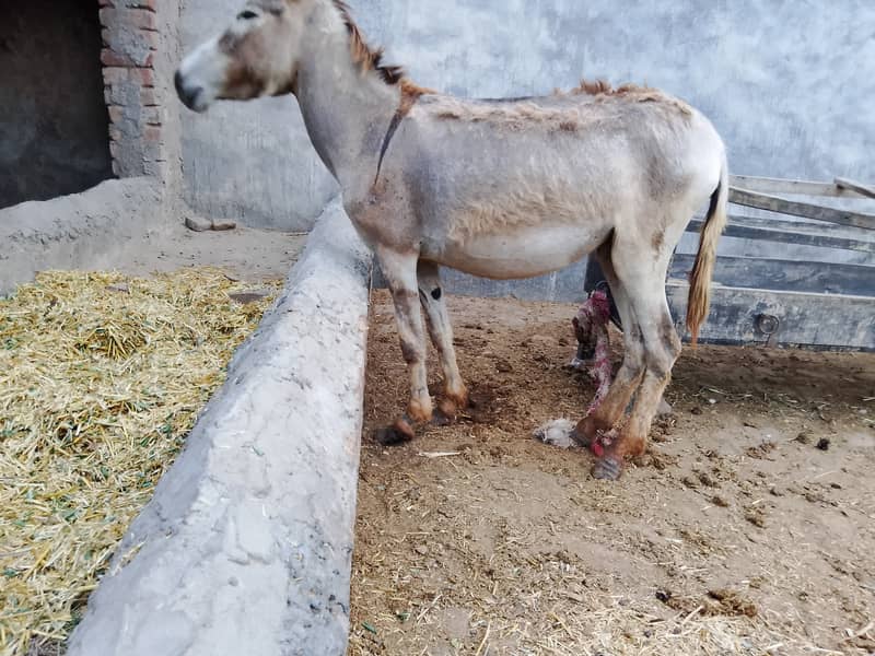 Young Donkey For Sale, Jawan kothi 1