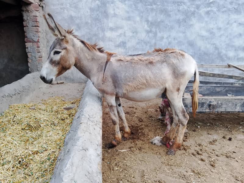 Young Donkey For Sale, Jawan kothi 2