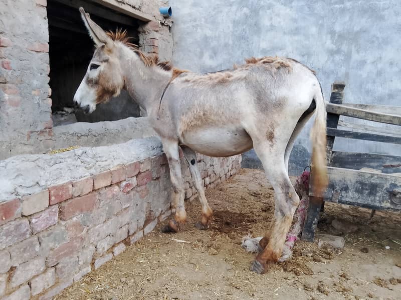 Young Donkey For Sale, Jawan kothi 3