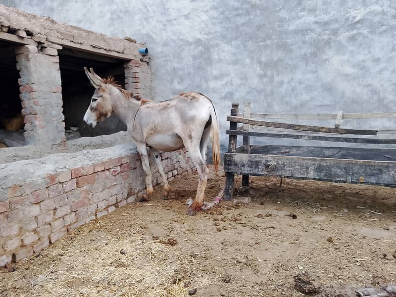 Young Donkey For Sale, Jawan kothi 4