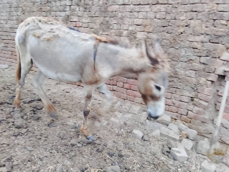 Young Donkey For Sale, Jawan kothi 5