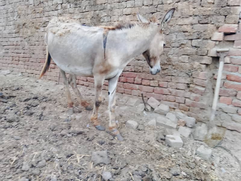 Young Donkey For Sale, Jawan kothi 6