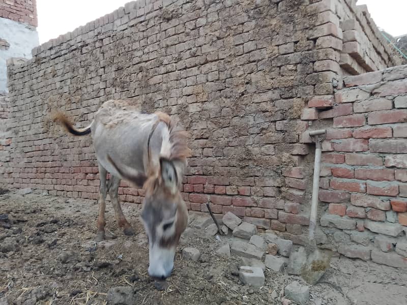 Young Donkey For Sale, Jawan kothi 7