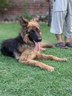 german shepherd long coat 03190620149