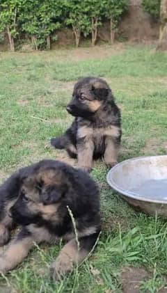 Jarman shepherd breed available