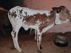 cow kid for sale cholistani female 3 mounth age 031721122103000