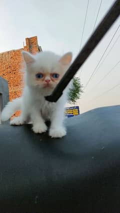 Persian White Punch Face Kitten  Persian female kittens for sale