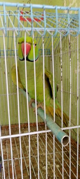 green parrot 0