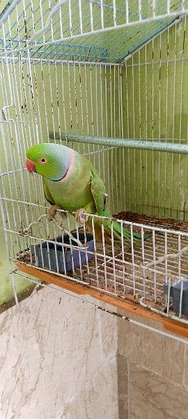 green parrot 1
