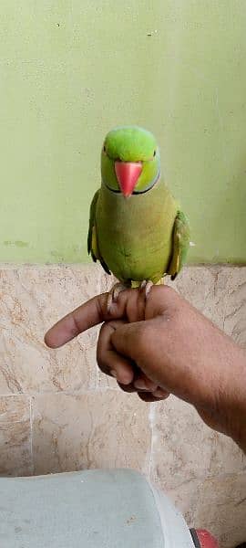 green parrot 2