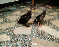 Duck chicks pair for sale