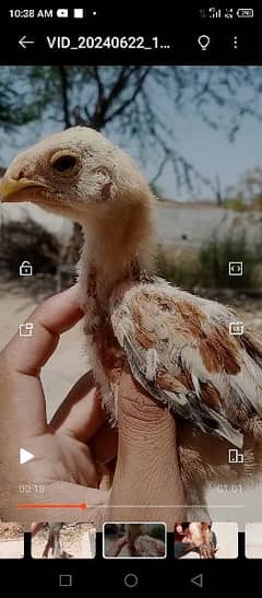 pure indian parrot beak