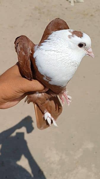 Red Karblai Breeder Female 10