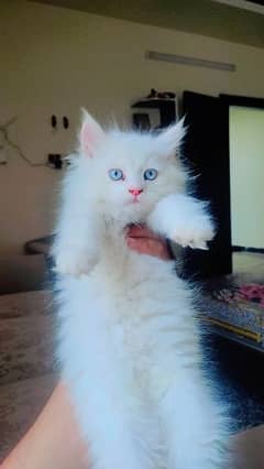 Persian Blue Eyes Kitten