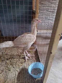 white Female for sale 4 month age