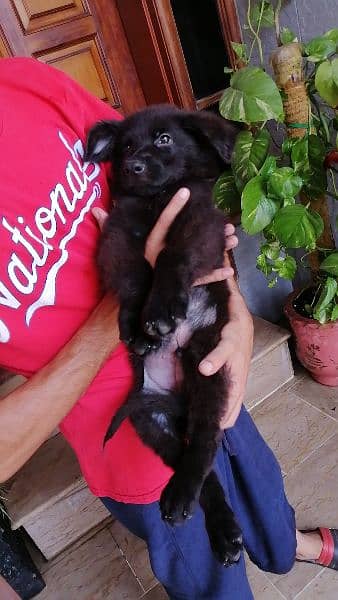 German Shepherd tan and black puppies 0