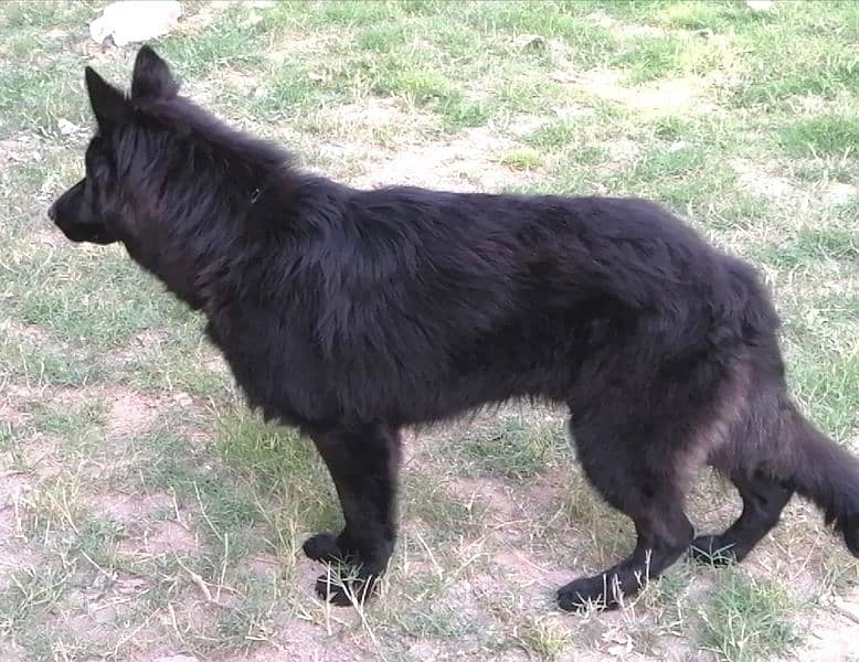 German Shepherd tan and black puppies 1