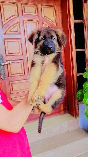 German Shepherd tan and black puppies 2