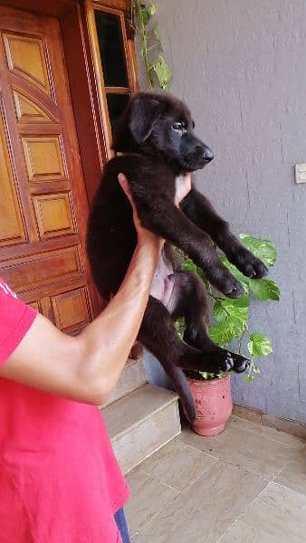 German Shepherd tan and black puppies 3