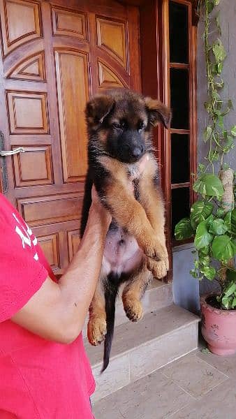 German Shepherd tan and black puppies 4