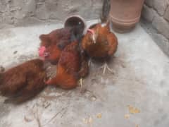 5 hens for sale