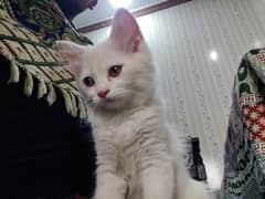 Pure persian female kitten 0
