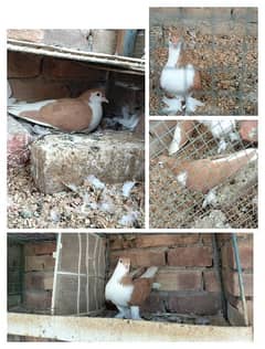 All beautiful pigeons for sale 0