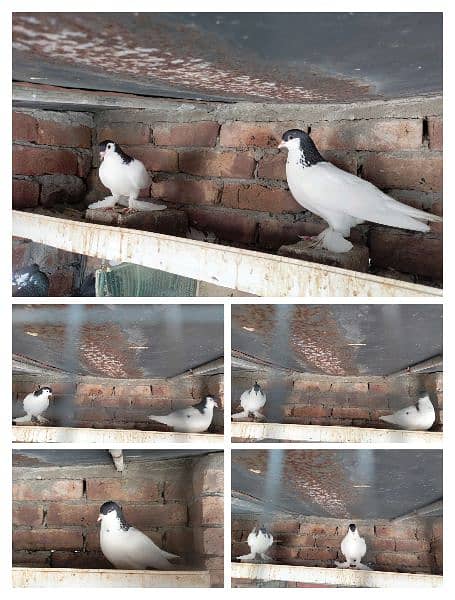 All beautiful pigeons for sale 1