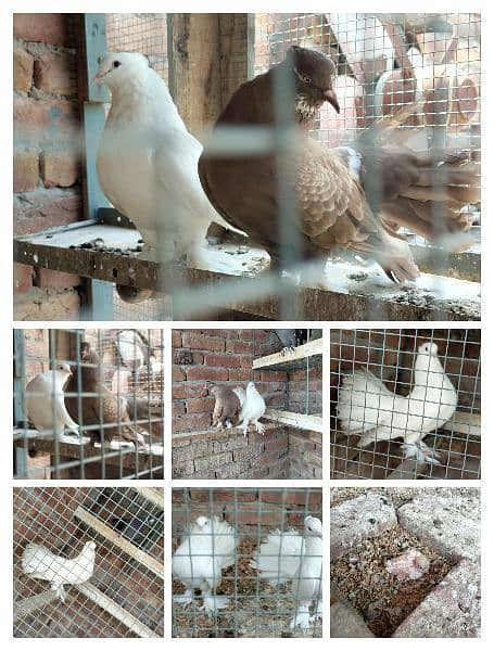 All beautiful pigeons for sale 2