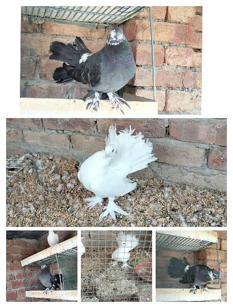 All beautiful pigeons for sale 3