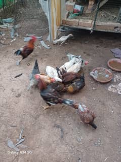 4 desi hens and two roster healthy active vaccinated