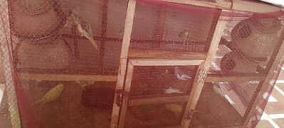 budgies parrot with cage for sale
