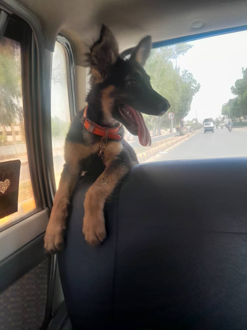 German shepherd, double coat,pedigree,4 months female puppy. Vaccinated 1