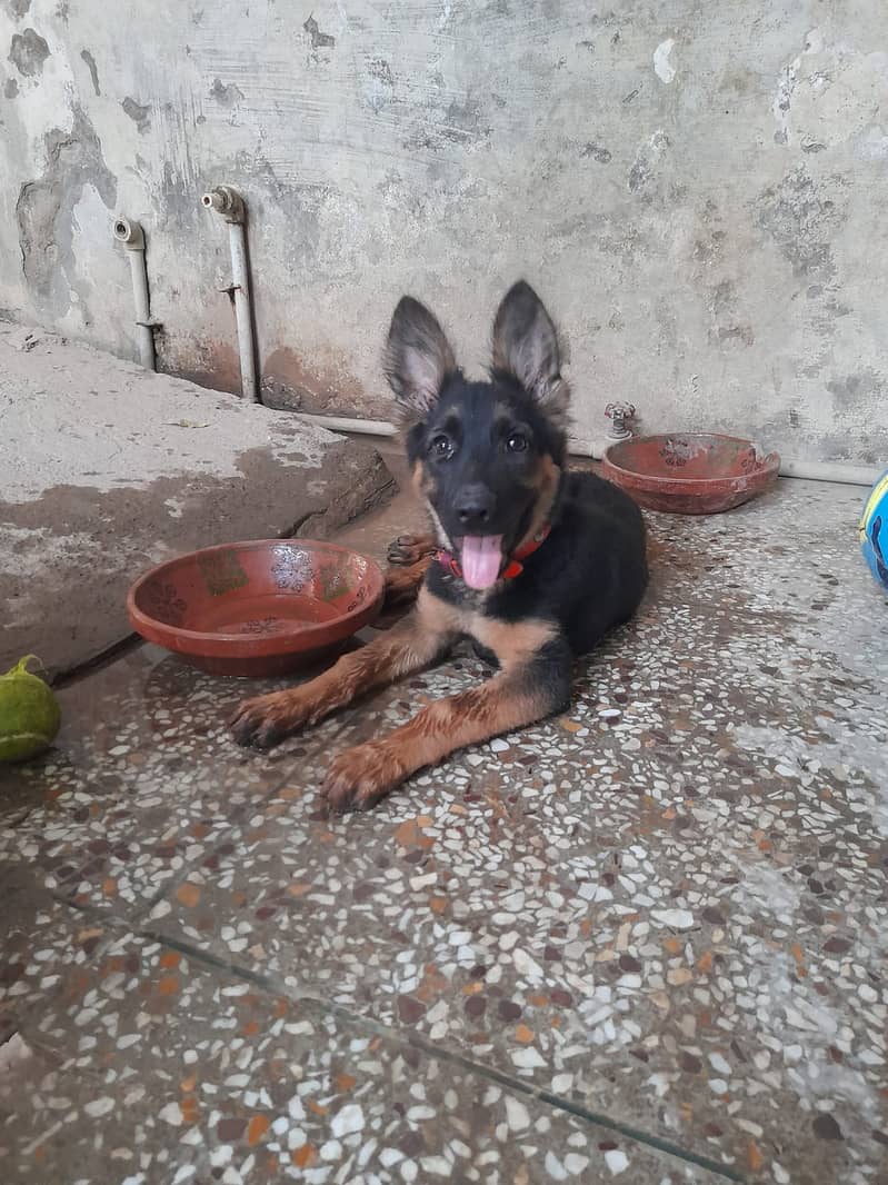 German shepherd, double coat,pedigree,4 months female puppy. Vaccinated 2